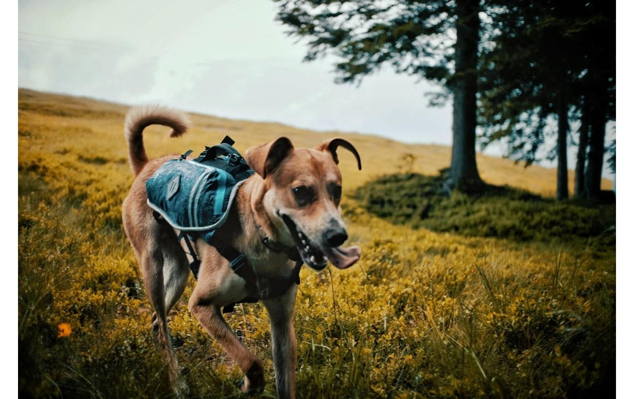   Hunde-Geschirr »DOGPAK Moab Lite Hunderucksack S« Rucksack und Wandergeschirr für Hunde aus «Die Höhle der Löwen»