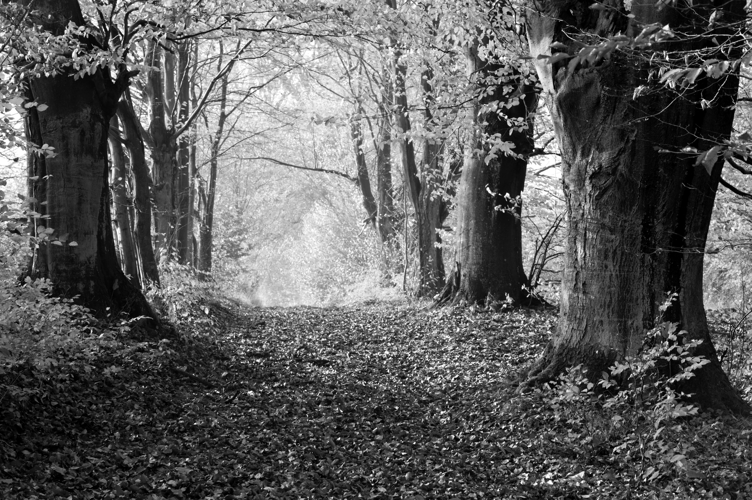 Papermoon Fototapete »Wald Schwarz & Weiß«