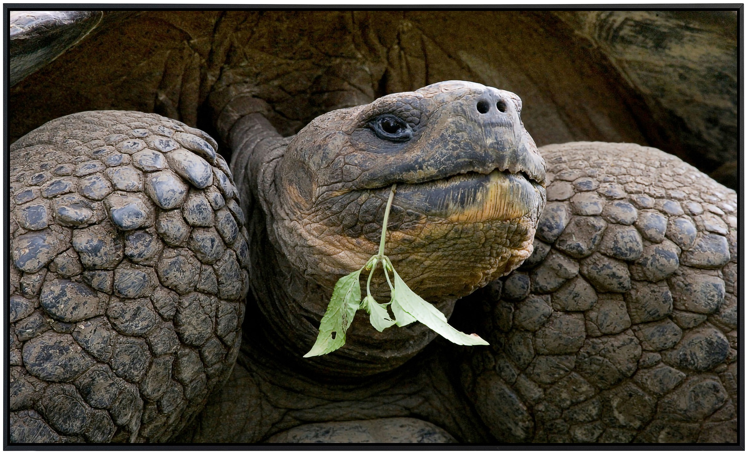 Papermoon Infrarotheizung »Riesenschildkrötenporträt«, sehr angenehme Strah günstig online kaufen