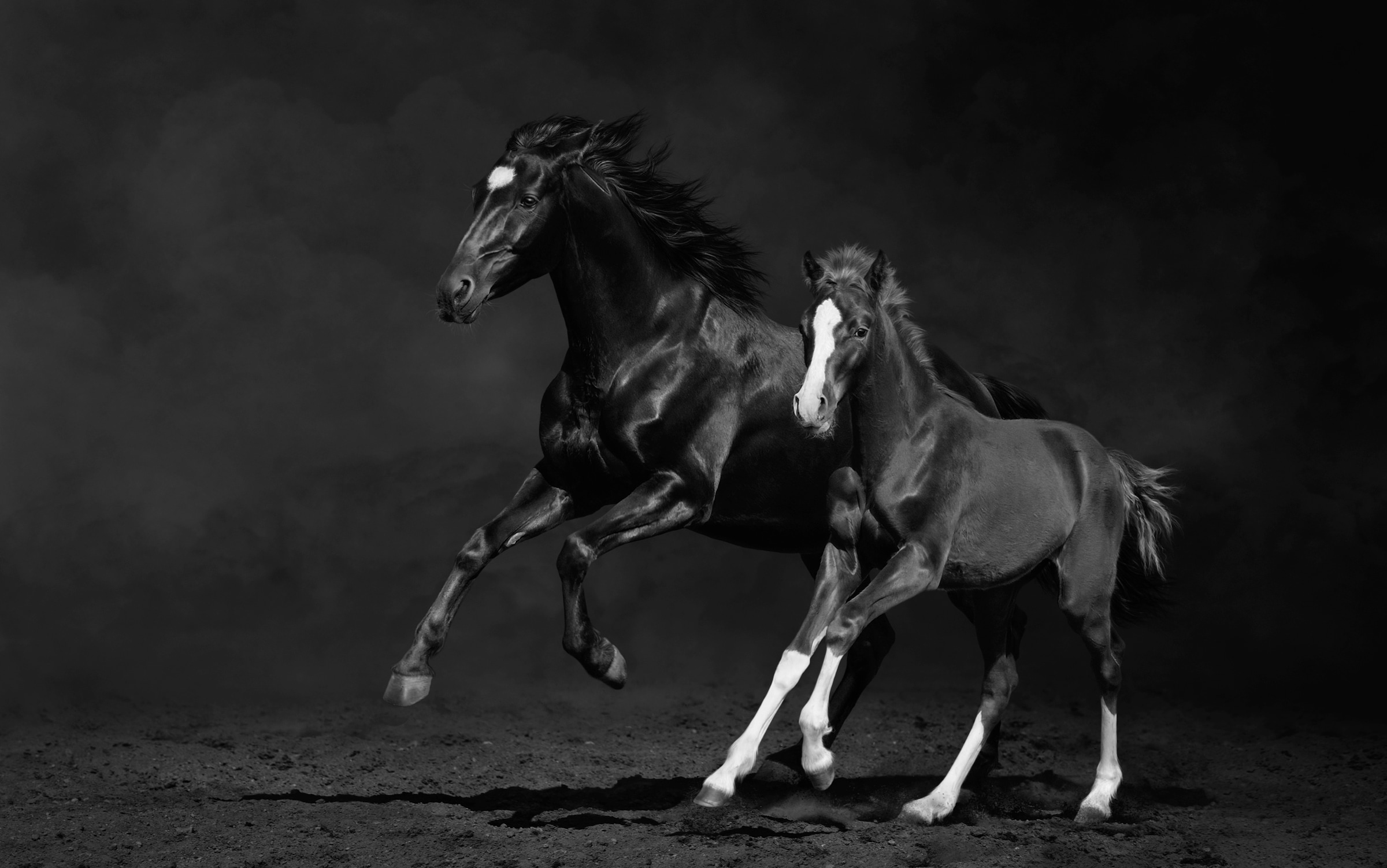 Papermoon Fototapete »PFERDE IM GALOPP-STUTE MIT FOHLEN SCHWARZ WEIßTIERE« günstig online kaufen