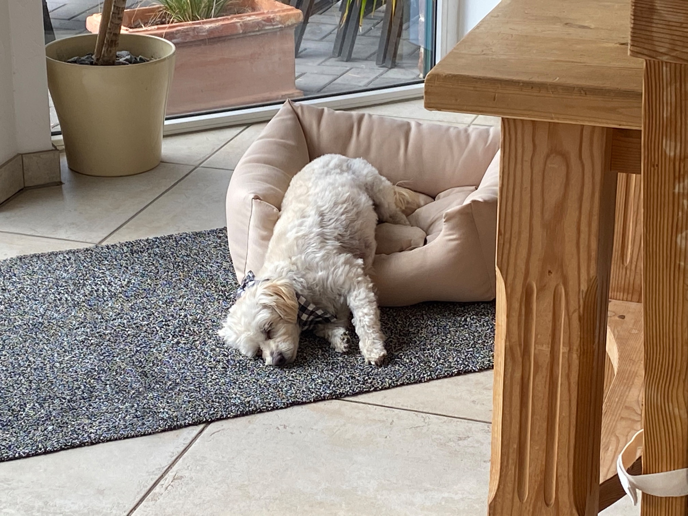 ASTRA Fußmatte »Saugstark 601« rechteckig 9 mm Höhe Schmutzfangmatte, In -und Outdoor geeignet