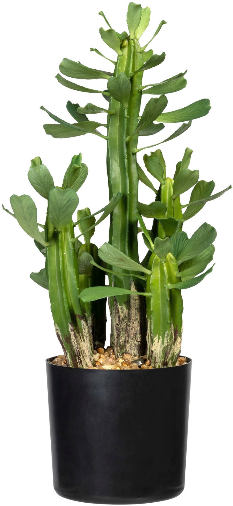 Creativ green Künstliche Zimmerpflanze »Sukkulente Euphorbie«