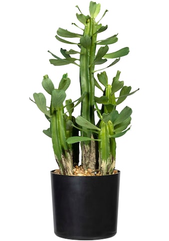 Creativ green Künstliche Zimmerpflanze »Sukkulente Euphorbie«, (1 St.) kaufen