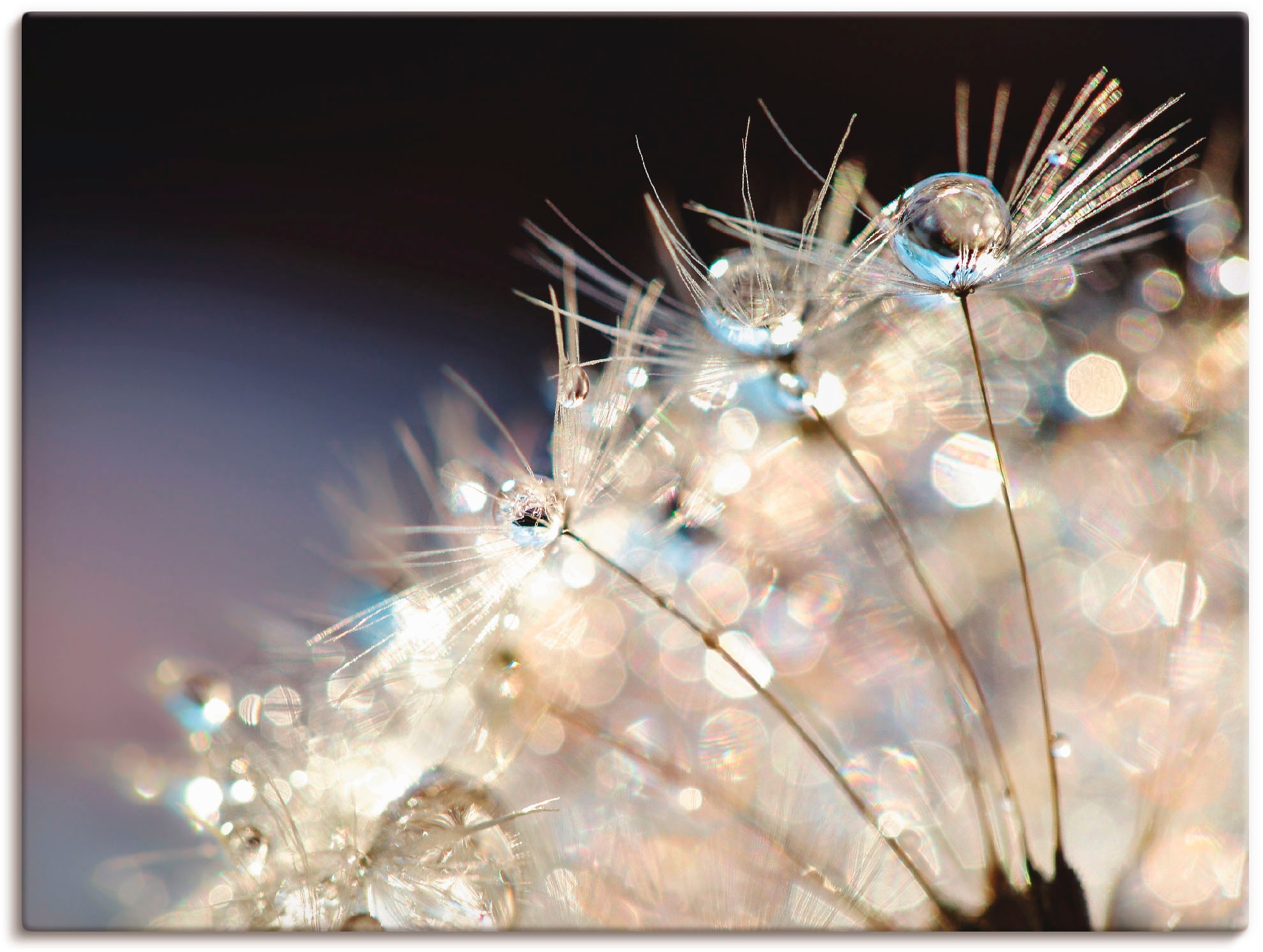 Artland Wandbild »Pusteblume Fantasie« 1 Stk. tlg. als Alubild, Outdoorbild günstig online kaufen