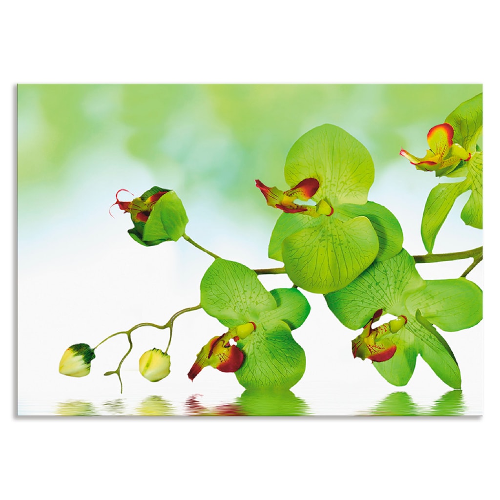 Artland Küchenrückwand »Schöne Orchidee mit grünem Hintergrund«, (1 tlg.)