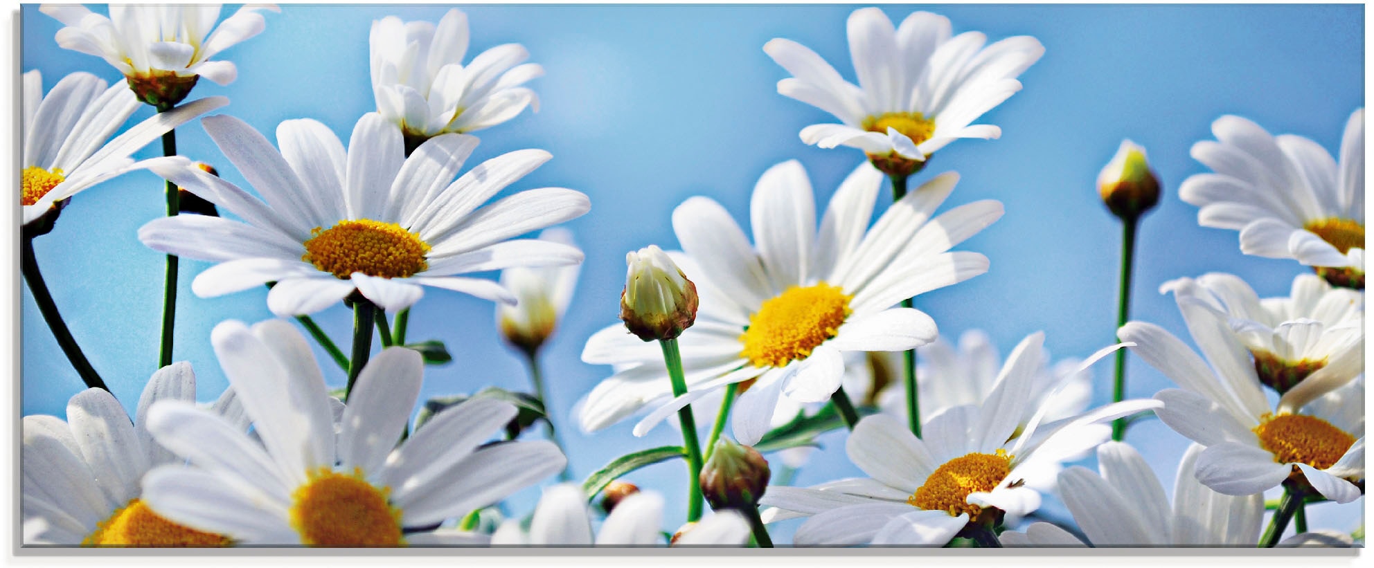Artland Glasbild »Blumen - Margeriten« 1 Stk. tlg. in verschiedenen Größen günstig online kaufen