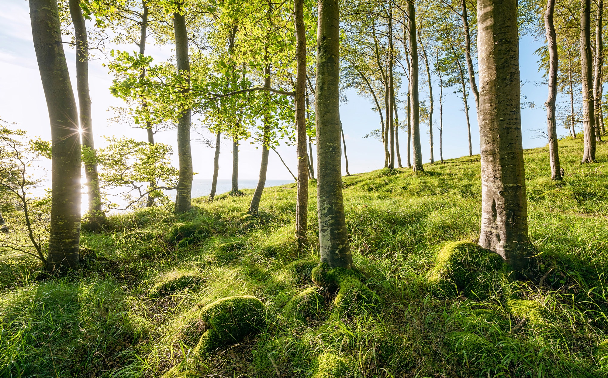 Sanders & Sanders Fototapete Landschaft Grün und Blau 450 x 280 cm 612683 günstig online kaufen