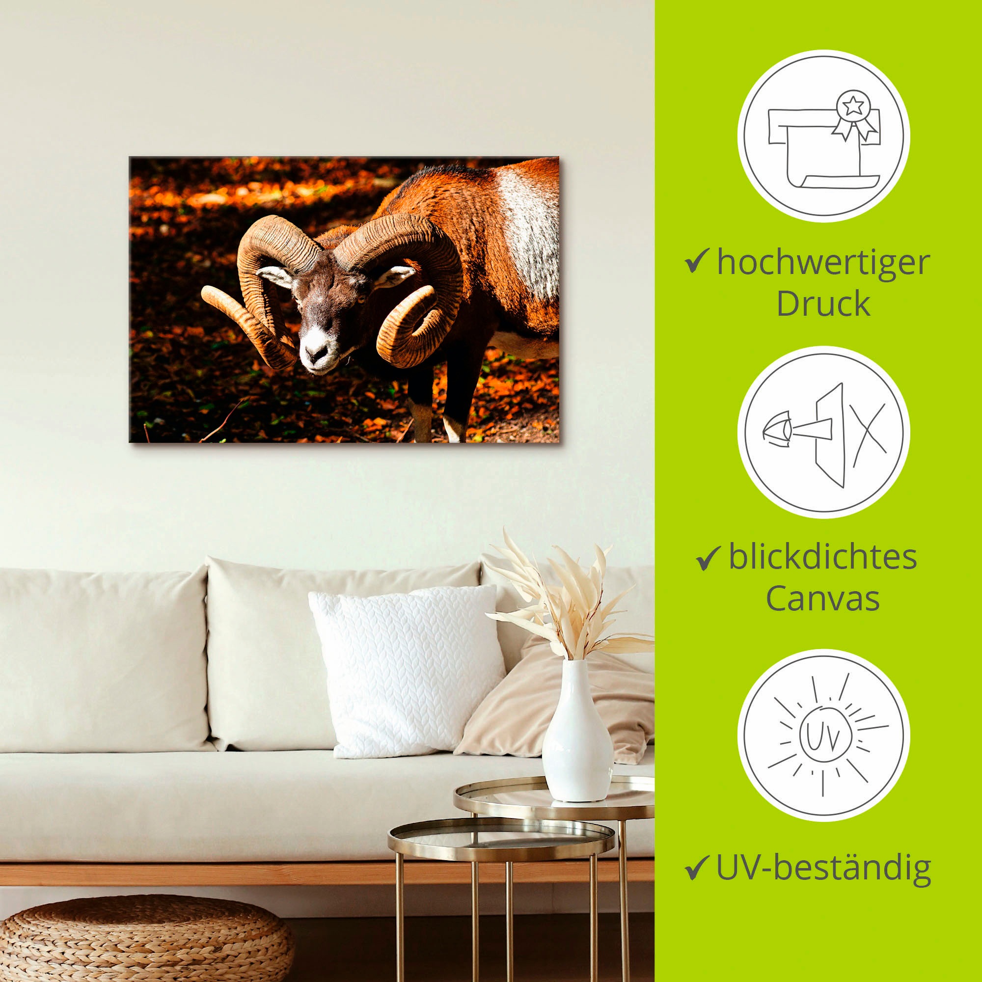 Artland Leinwandbild »Mufflon«, Wildtiere, (1 St.), auf Keilrahmen gespannt