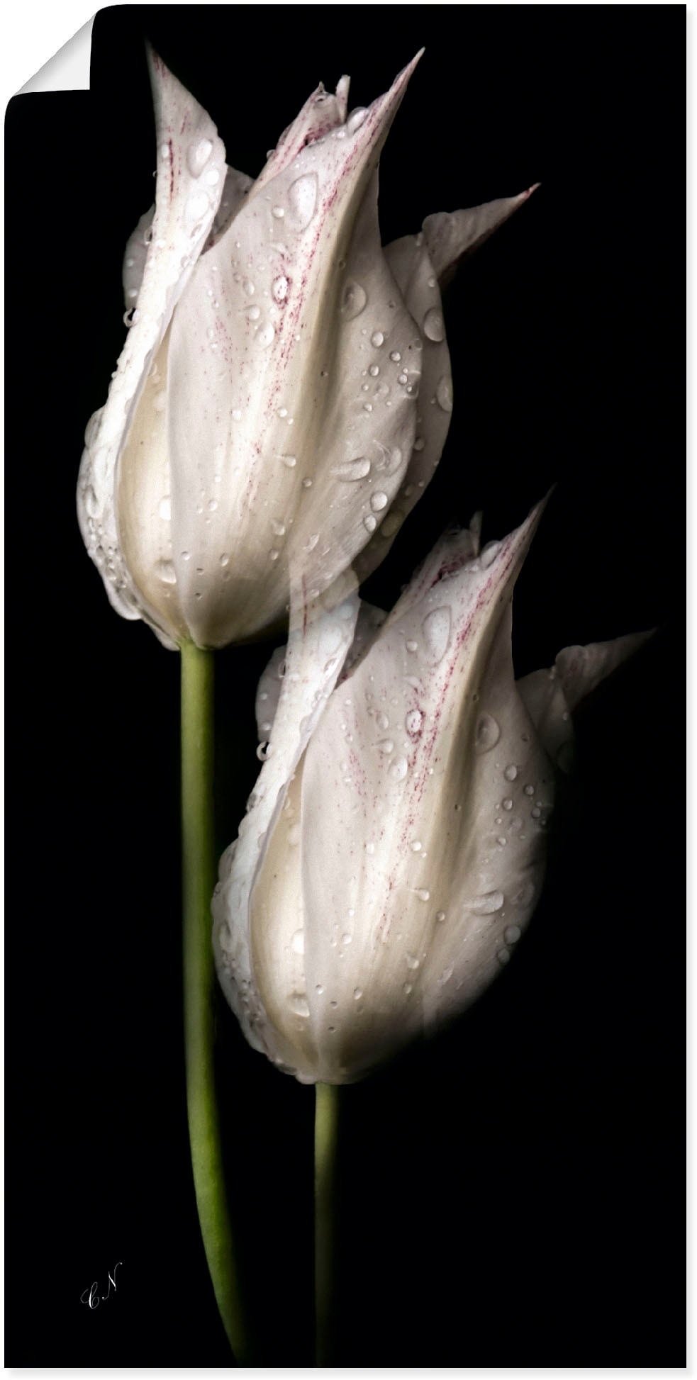 (1 Blumenbilder, Wandaufkleber »Weiße Poster kaufen Wandbild in St.), Größen versch. online als Artland Tulpen Nacht«, in Alubild, oder Leinwandbild, der