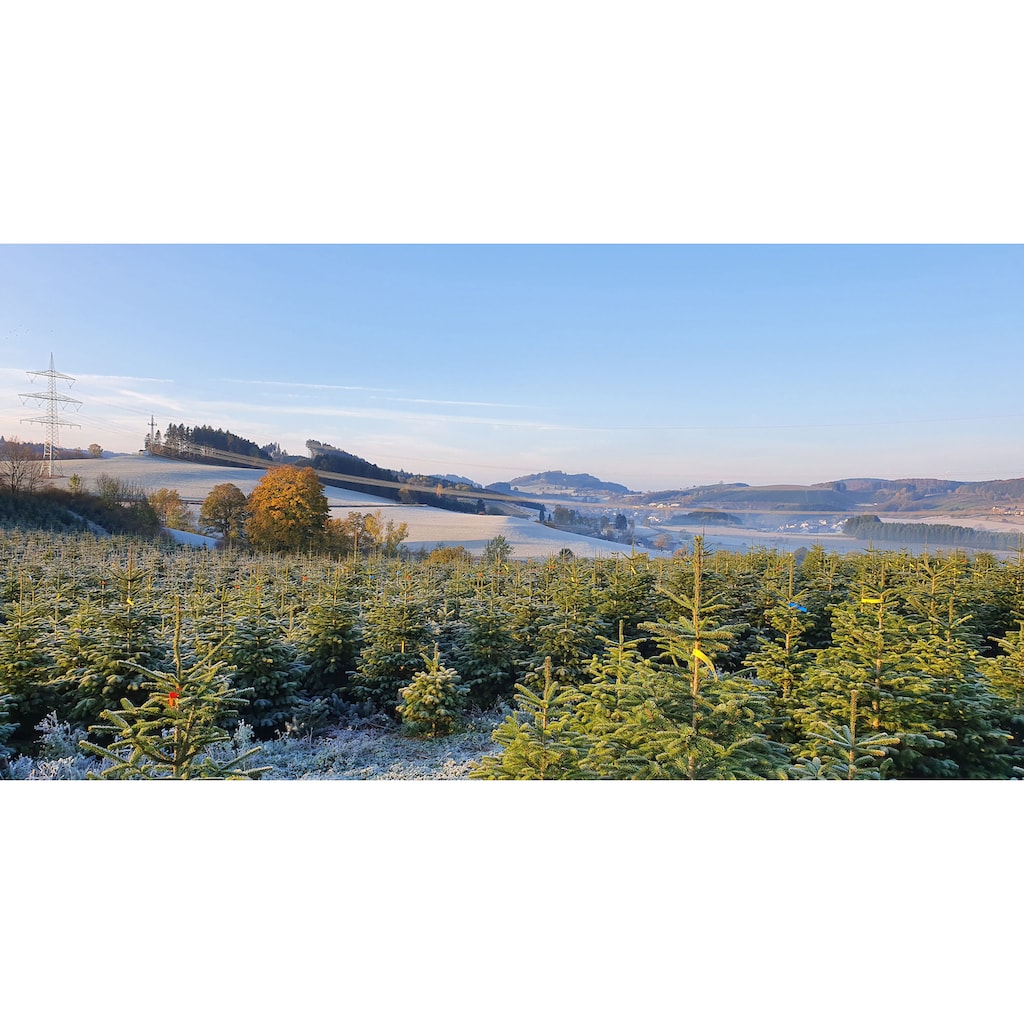 Weihnachtsbaumland Echter Weihnachtsbaum »Nordmanntanne auf Holzkreuz montiert, Weihnachtsdeko«, Nordmanntanne, Höhe ca. 100 bis 120 cm