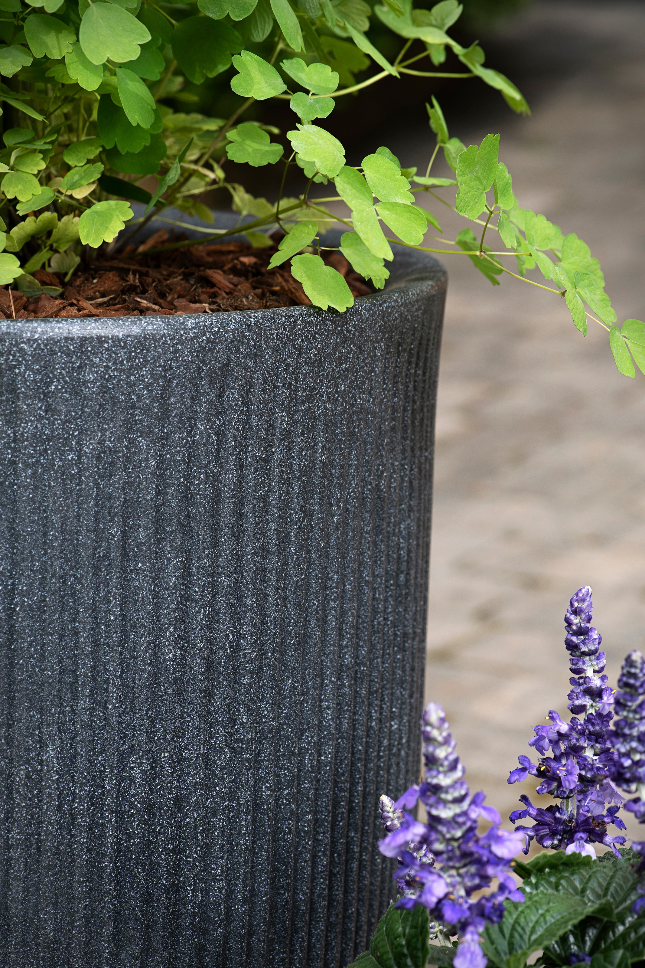 Scheurich Übertopf »40/260 LINETTO HIGH« Hochgefäß/Pflanzgefäß aus Kunststoff, ØxH: 28,5x39,9 cm