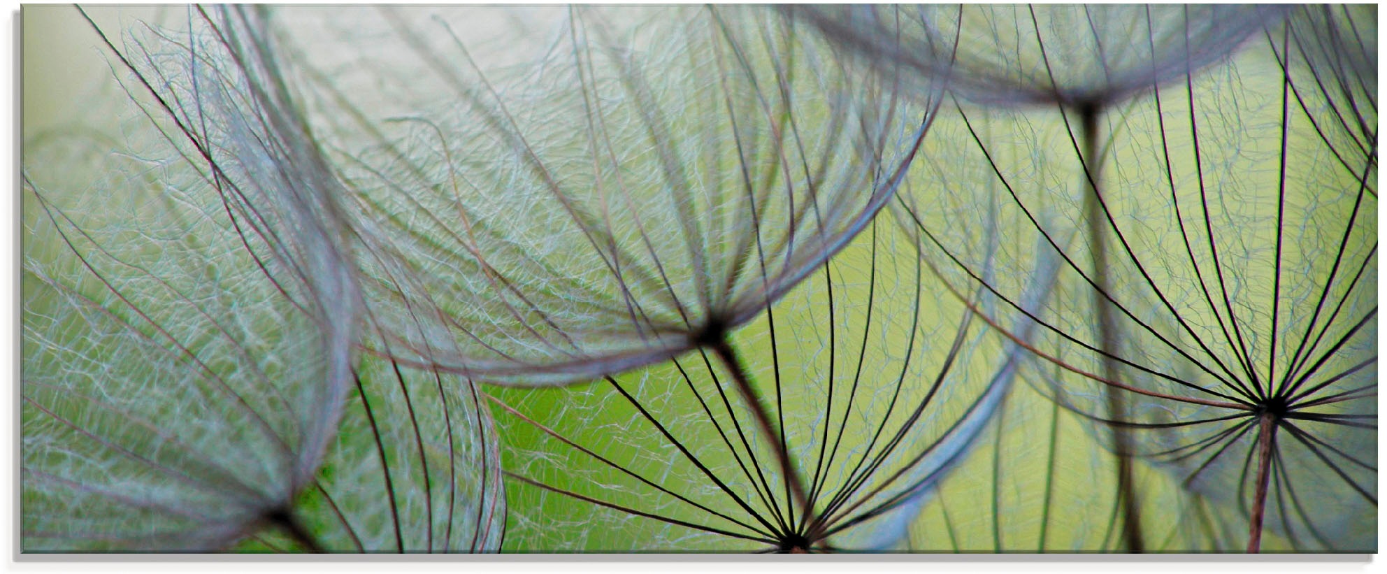 Artland Glasbild »Pusteblumen-Samen II«, Blumen, (1 St.), in verschiedenen günstig online kaufen