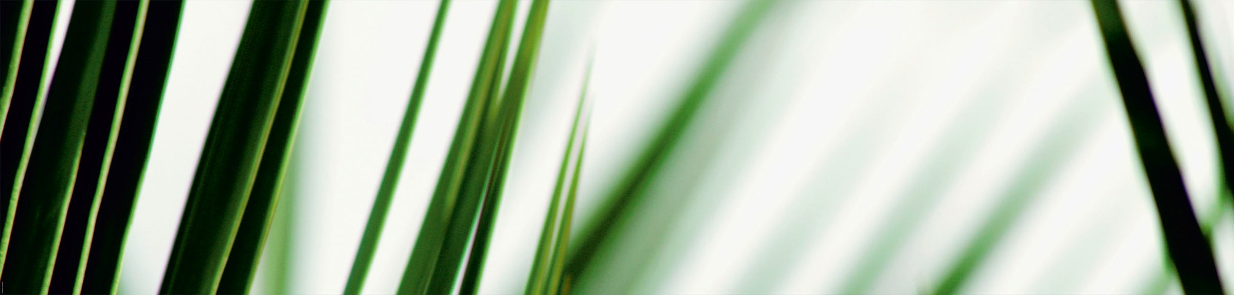 EXPRESS KÜCHEN Küchenrückwand »Gräser« grün/weiß