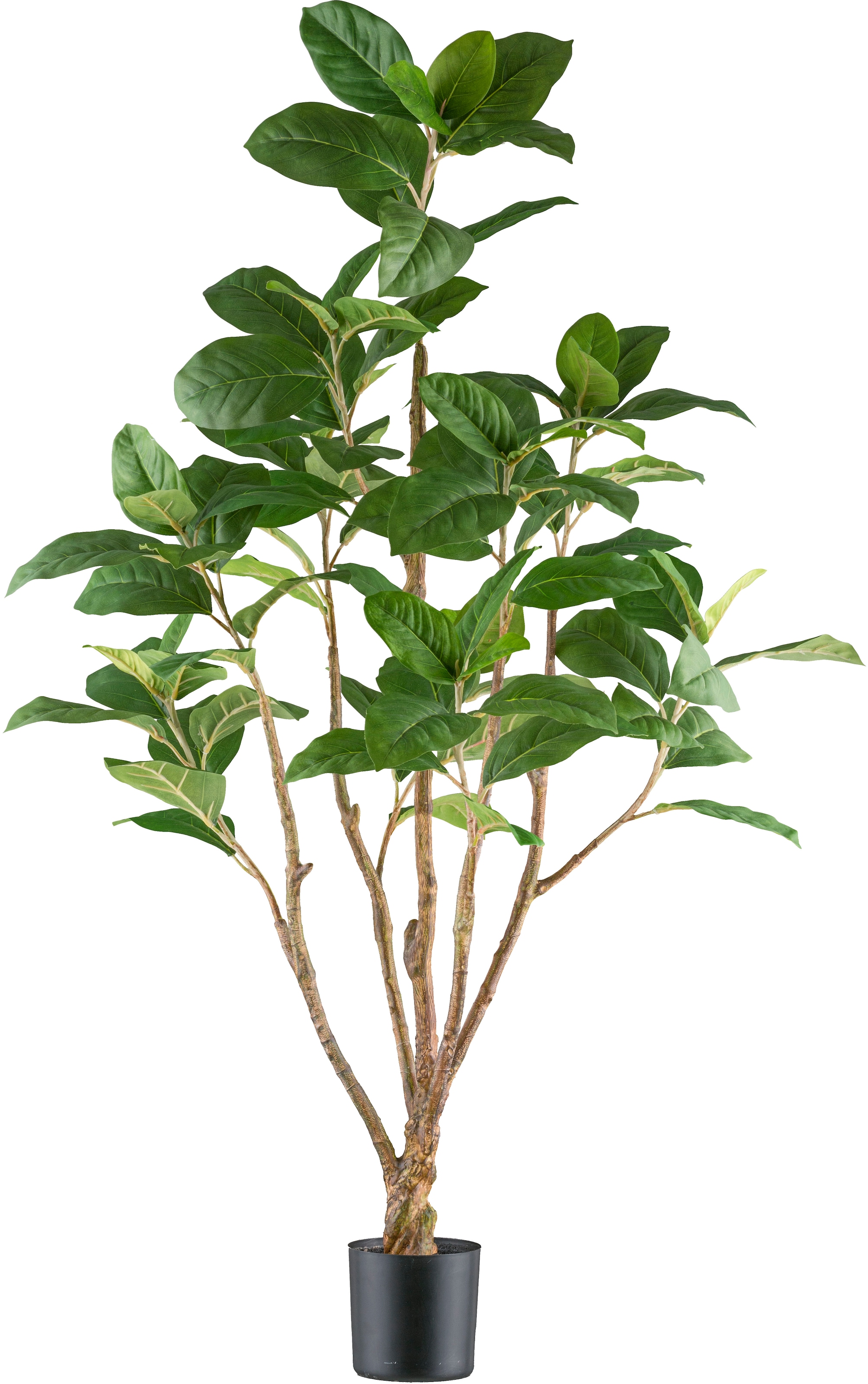 Creativ green Kunstbaum »Ficus moclame« mit detailgetreuem Blattwerk günstig online kaufen