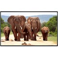 Papermoon Infrarotheizung »Afrikanische Elefantenherde«, sehr angenehme Strahlungswärme