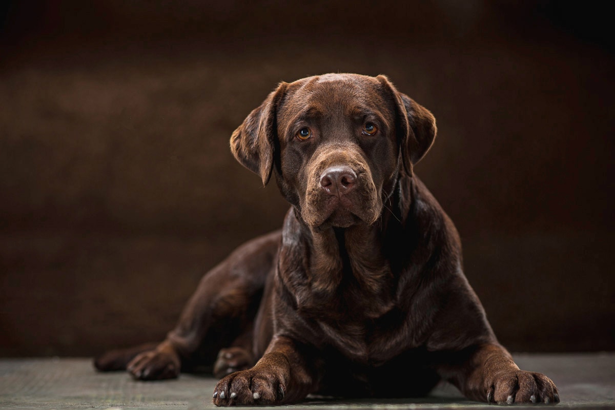 Papermoon Fototapete »hund« günstig online kaufen