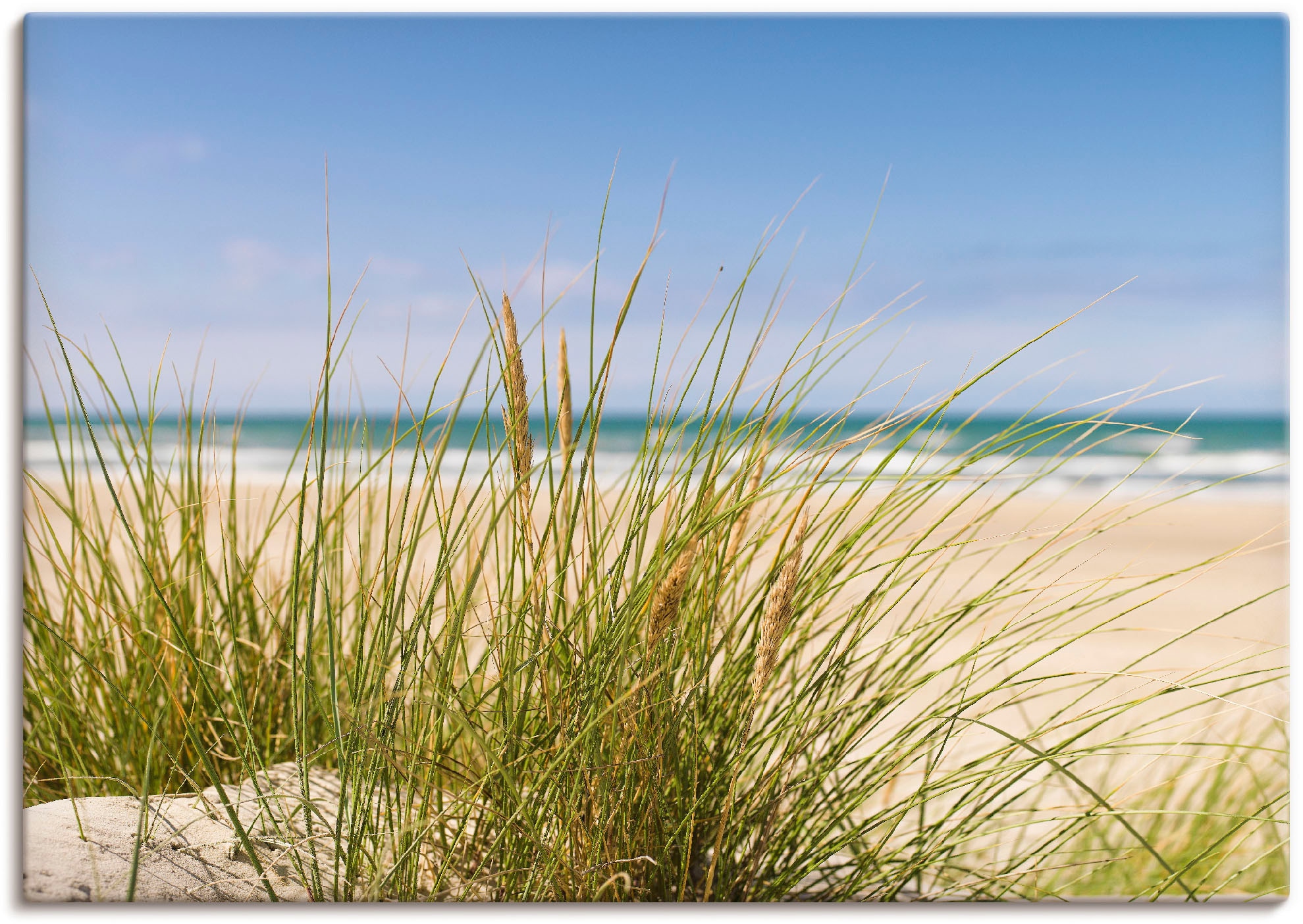 Artland Wandbild »Dünengras« Strand 1 Stk. tlg. als Alubild, Outdoorbild, L günstig online kaufen