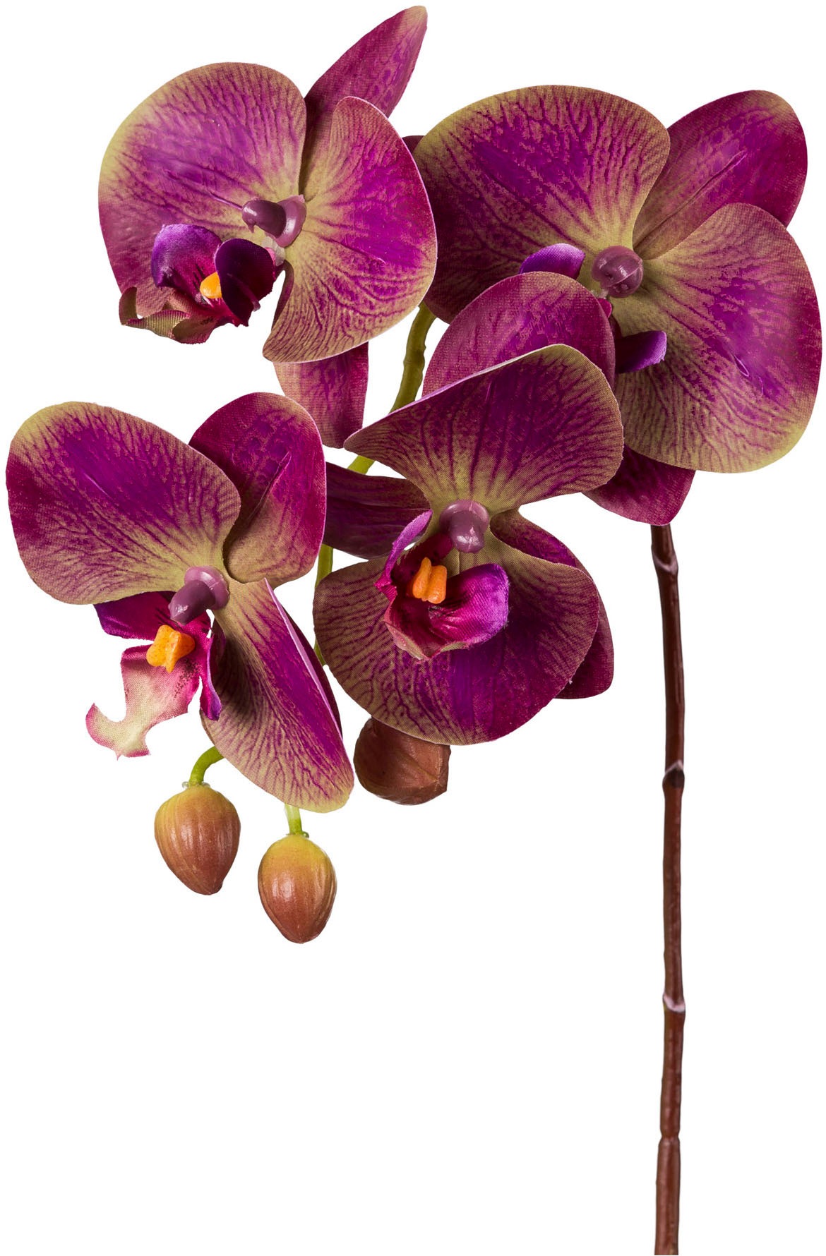 Creativ green Kunstorchidee »Orchidee Phalaenopsis« mit real-touch-Blüten