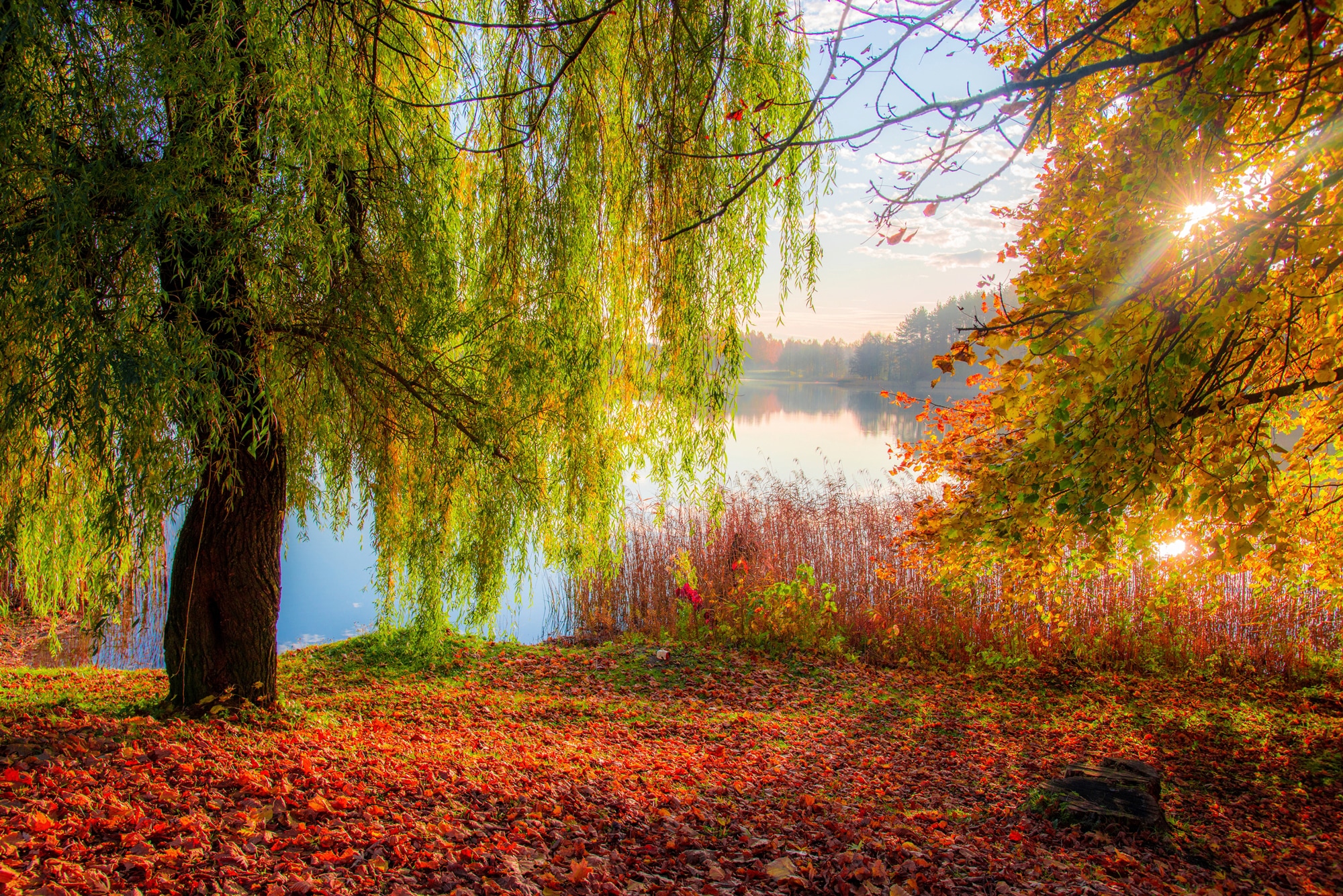 Papermoon Fototapete »HERBST-SEE-SONNE WALD UFER WASSER WALD BÄUME STRAND« günstig online kaufen