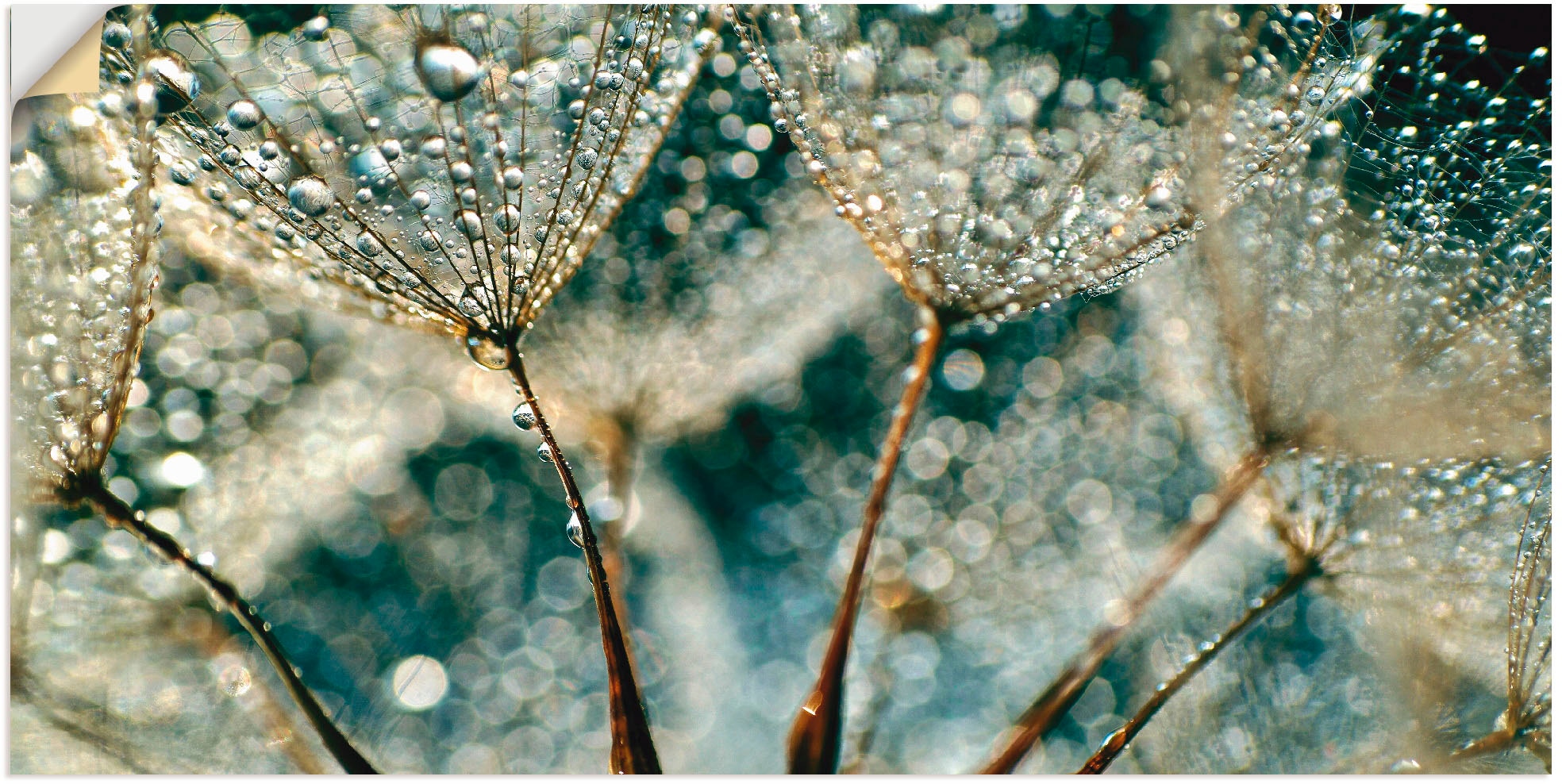 Artland Wandbild »Pusteblume Regenschauer«, Blumen, (1 St.), als Alubild, O günstig online kaufen