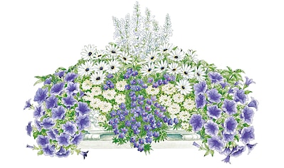 BCM Balkonpflanze »Blau-Weißer Traum«, (16 St.), 16 Pflanzen mit Erde kaufen