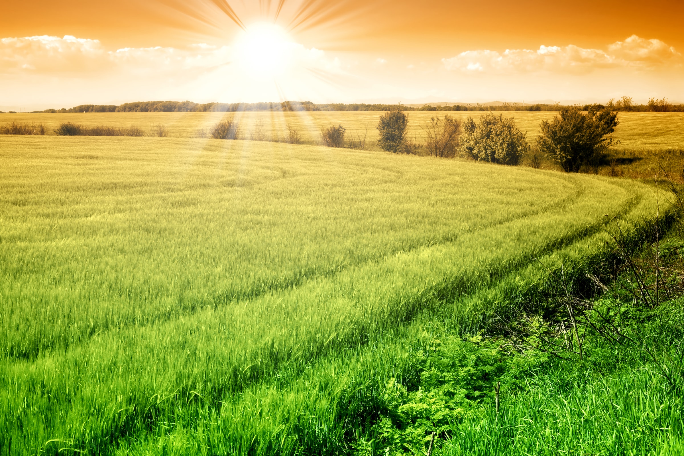 Papermoon Fototapete »Field of Fresh Grain« günstig online kaufen