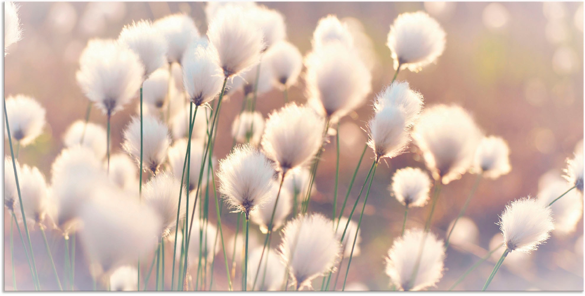 Artland Wandbild »Wollgraszauber im Moor« Gräser 1 Stk. tlg. als Alubild, O günstig online kaufen