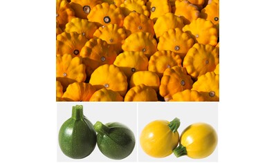 Volmary Gemüsepflanze »Zucchini«, (3 St.), 3 Sorten im Mix kaufen
