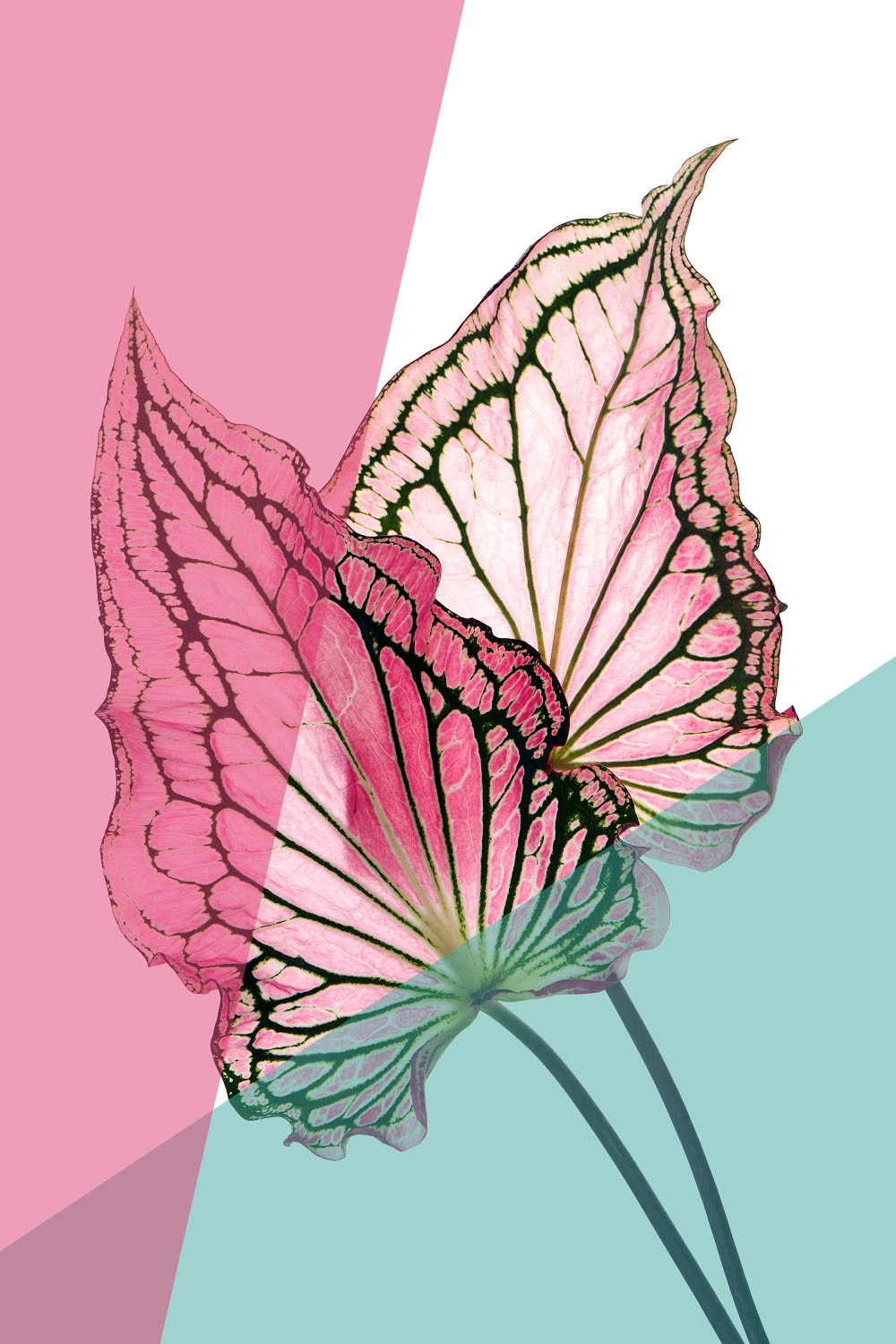 queence Acrylglasbild »Blätter« Blätter   Blätterbilder   Kunst   Pflanzen günstig online kaufen