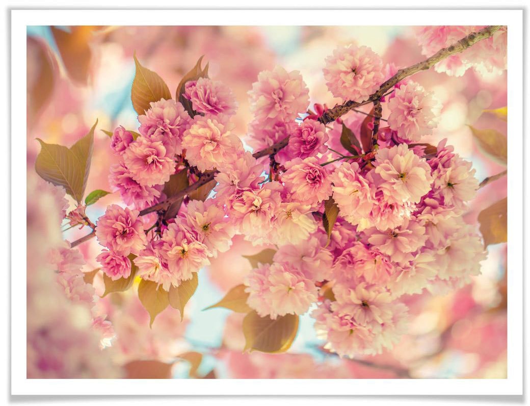Poster bestellen online St.) (1 Natur, Wall-Art »Kirschblüten«,
