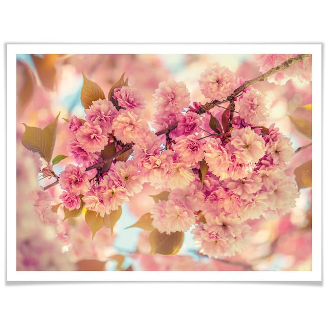 St.) (1 Wall-Art Natur, »Kirschblüten«, online bestellen Poster