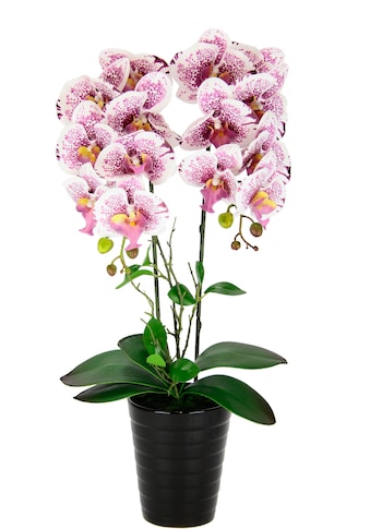 I.GE.A. Kunstblume »Orchidee«, Im Topf Phalaenopsis Orchidee Phalaenopsis mit Übertopf... kaufen