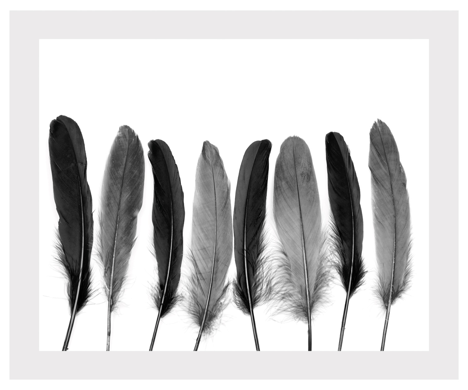 queence Bild »Carmen« Federn   Kunst   Schwarz-Weiß günstig online kaufen