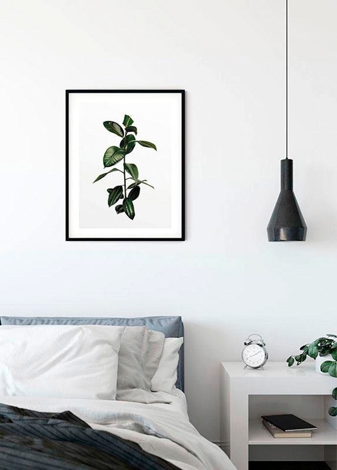 Komar Bild »Ficus Branch«, Pflanzen, (1 St.), Wandbild zur Dekoration - ohne Rahmen