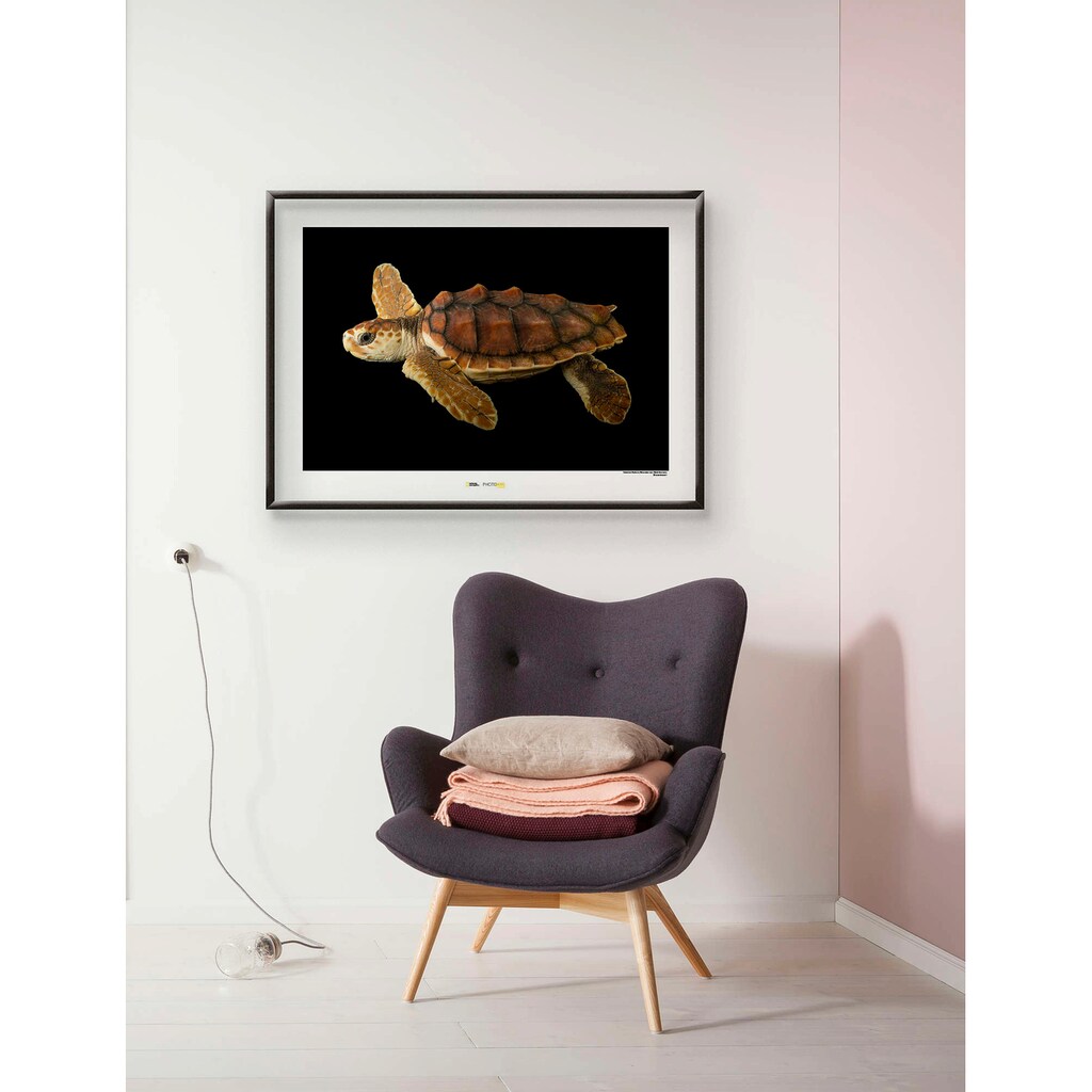 Komar Poster »Loggerhead Sea Turtle«, Tiere