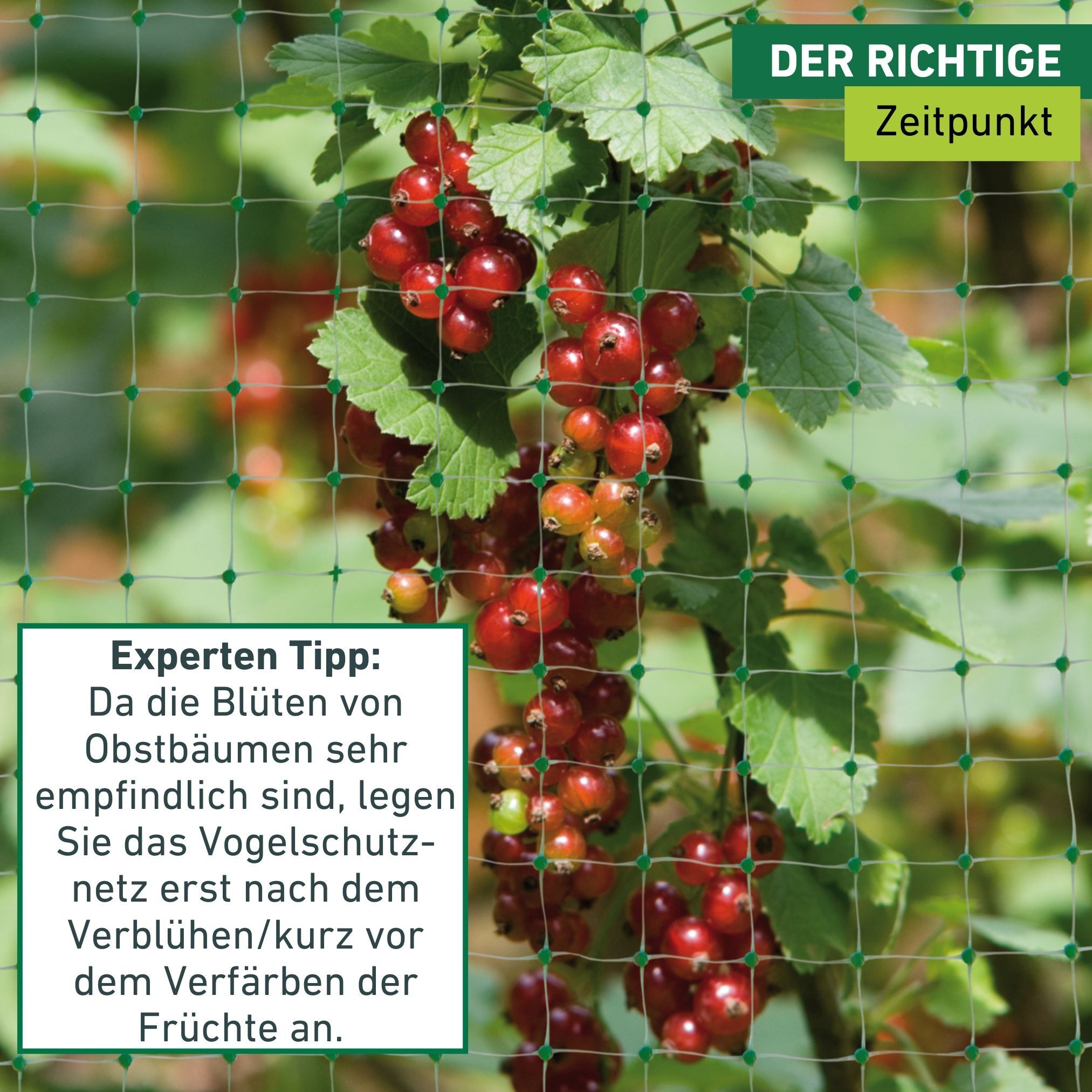 Windhager Schutznetz »für Obstbäume und Sträucher, Vogelschutz-Netz Ortonet« Maschenweite 13 mm, erhältlich in unterschiedlichen Größen