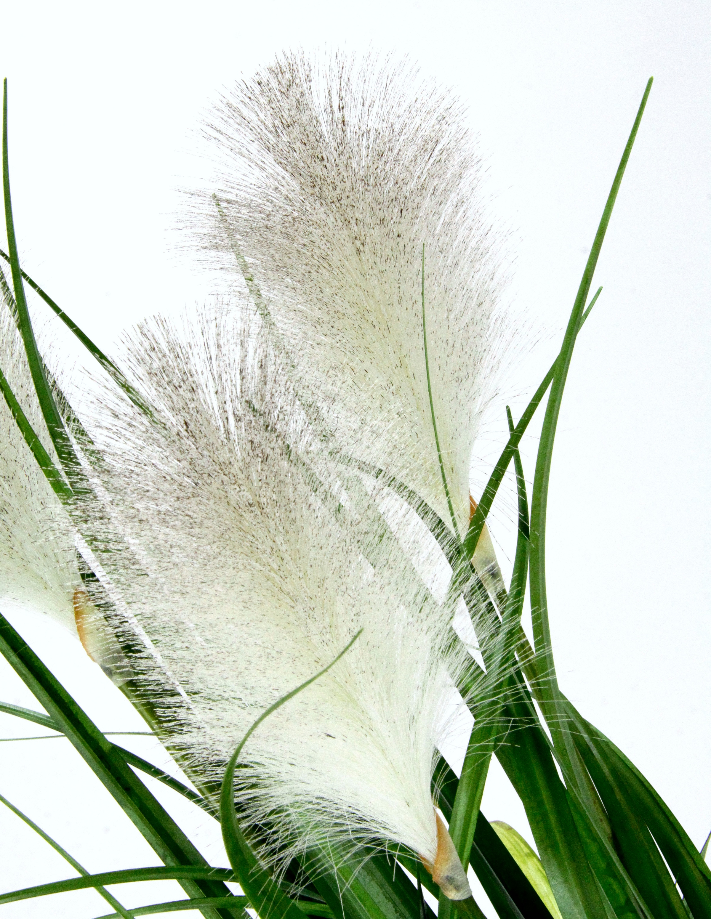 I.GE.A. Kunstpflanze »Pampasgras«, Mit Übertopf, künstliches Pampas Gras