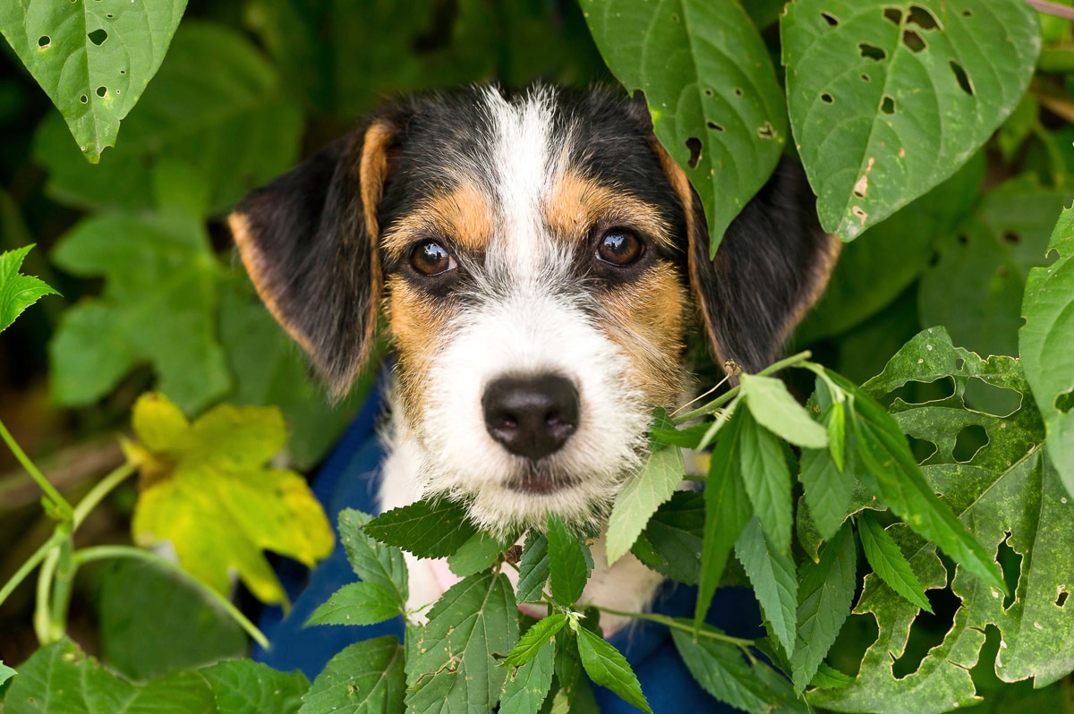 Papermoon Fototapete »Hund« günstig online kaufen