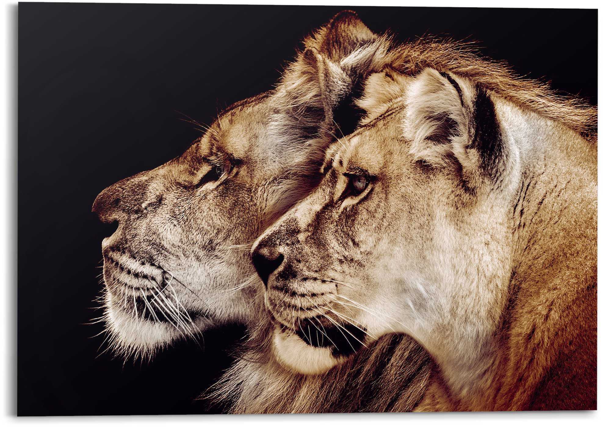 Reinders! Wandbild »Wandbild Seitenporträt«, St.) bestellen - Löwenkopf Löwen, online und - Löwe (1 Löwin Raubtier