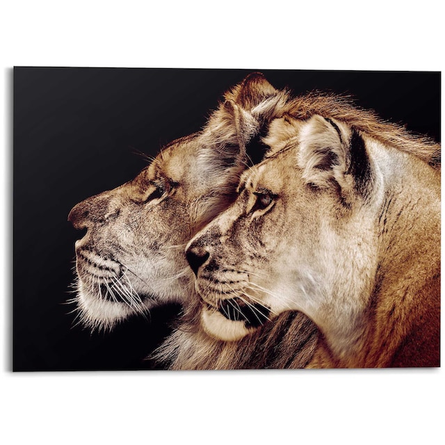 Reinders! Wandbild »Wandbild Löwe und Löwin Raubtier - Löwenkopf -  Seitenporträt«, Löwen, (1 St.) online bestellen