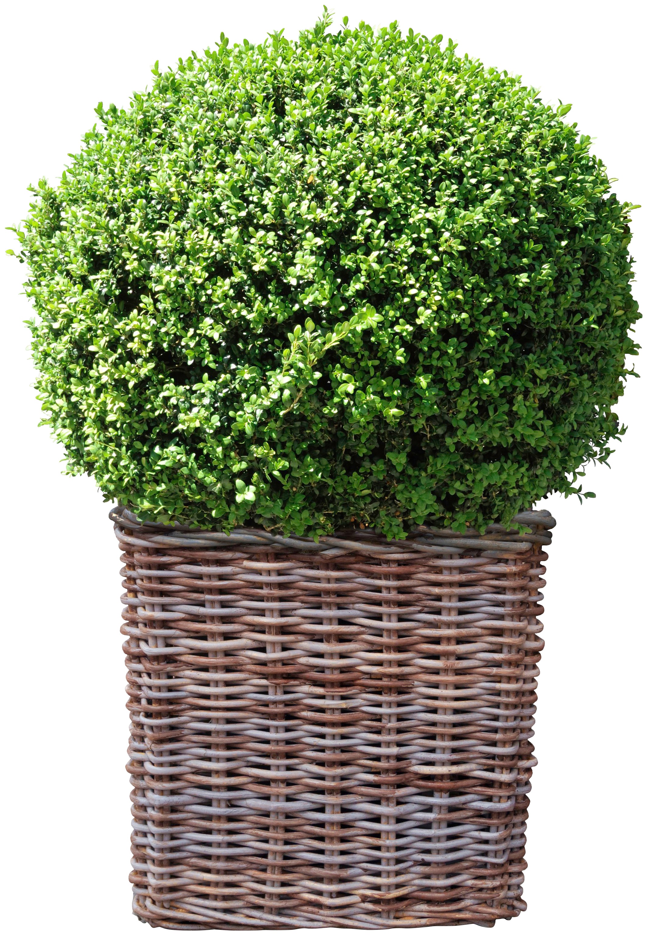BCM Gehölze »Buchsbaum Kugel«, (1 St.), Buchsbaum-Kugel: 25 cm, 1 Pflanze kaufen