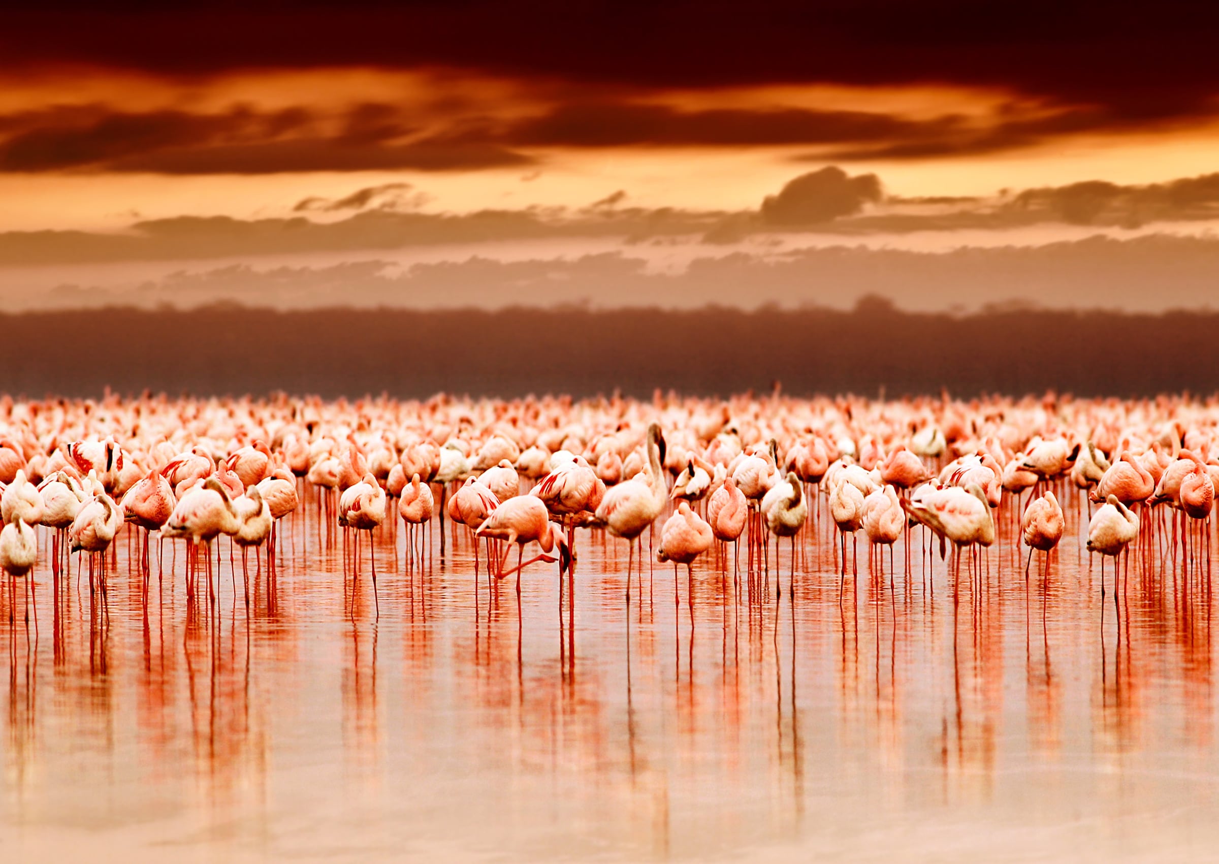 Papermoon Fototapete »African Flamingos« glatt günstig online kaufen