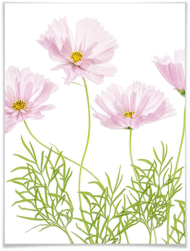 St.) »Sommerblume«, (1 Wall-Art auf Raten bestellen Blumen, Poster