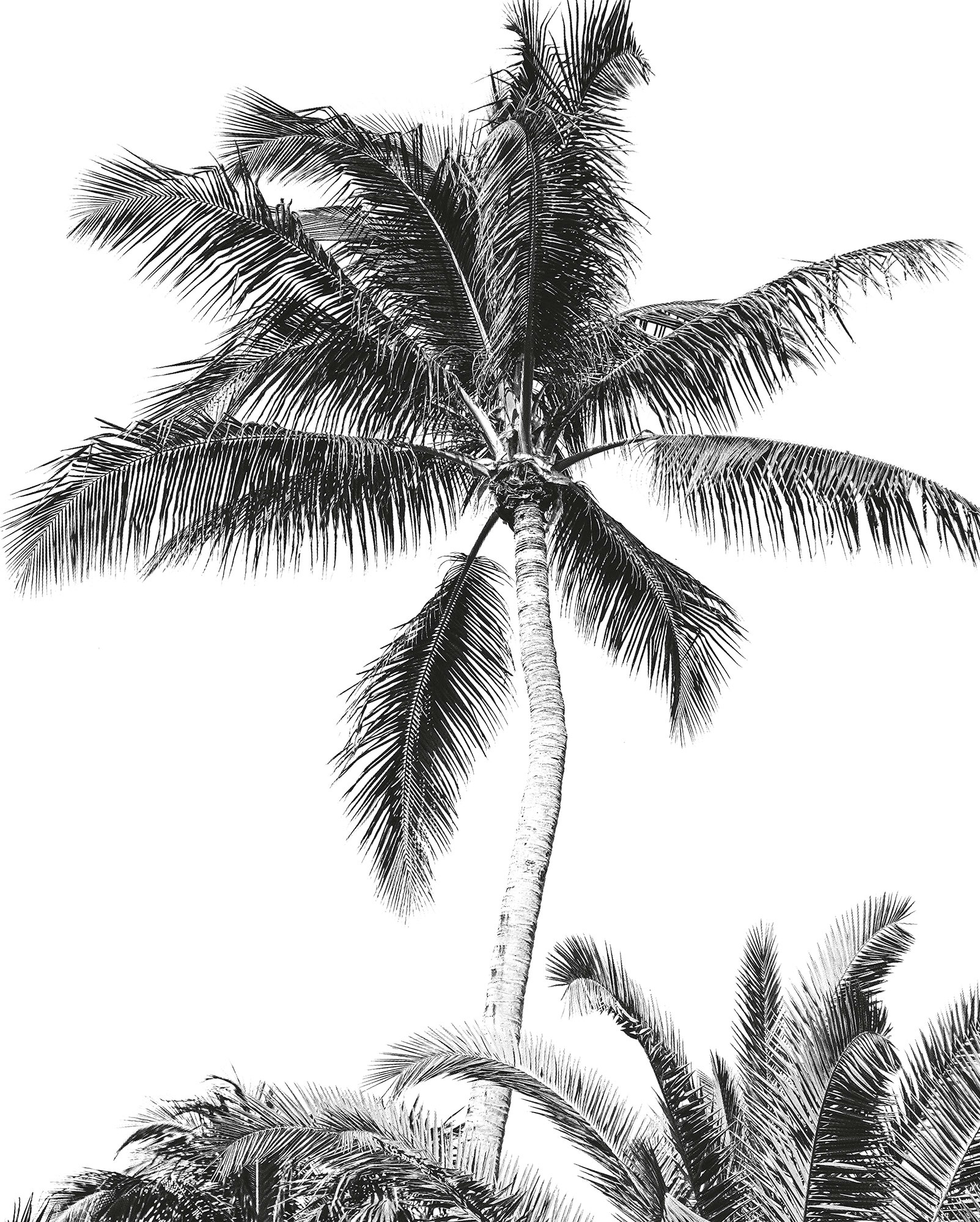 Komar Fototapete »Retro Palm«, bedruckt, 200 x 250 cm (Breite x Höhe) - Tapete, Vlies, Wohnzimmer, Schlafzimmer