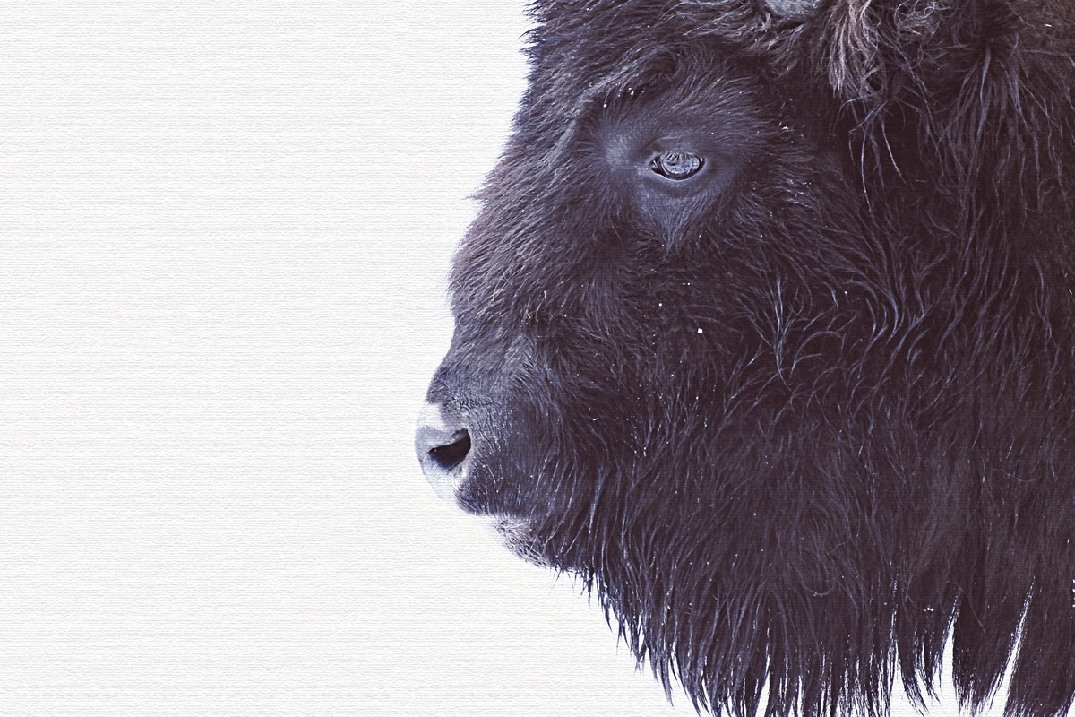 A.S. Création Leinwandbild »Black Buffalo - Wandbild Schwarz Weiß Keilrahme günstig online kaufen