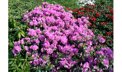 BCM Hecken »Rhododendron 'Catawbiense Grandiflorum'«, (1 St.), Höhe: 40-50 cm, 1 Pflanze kaufen