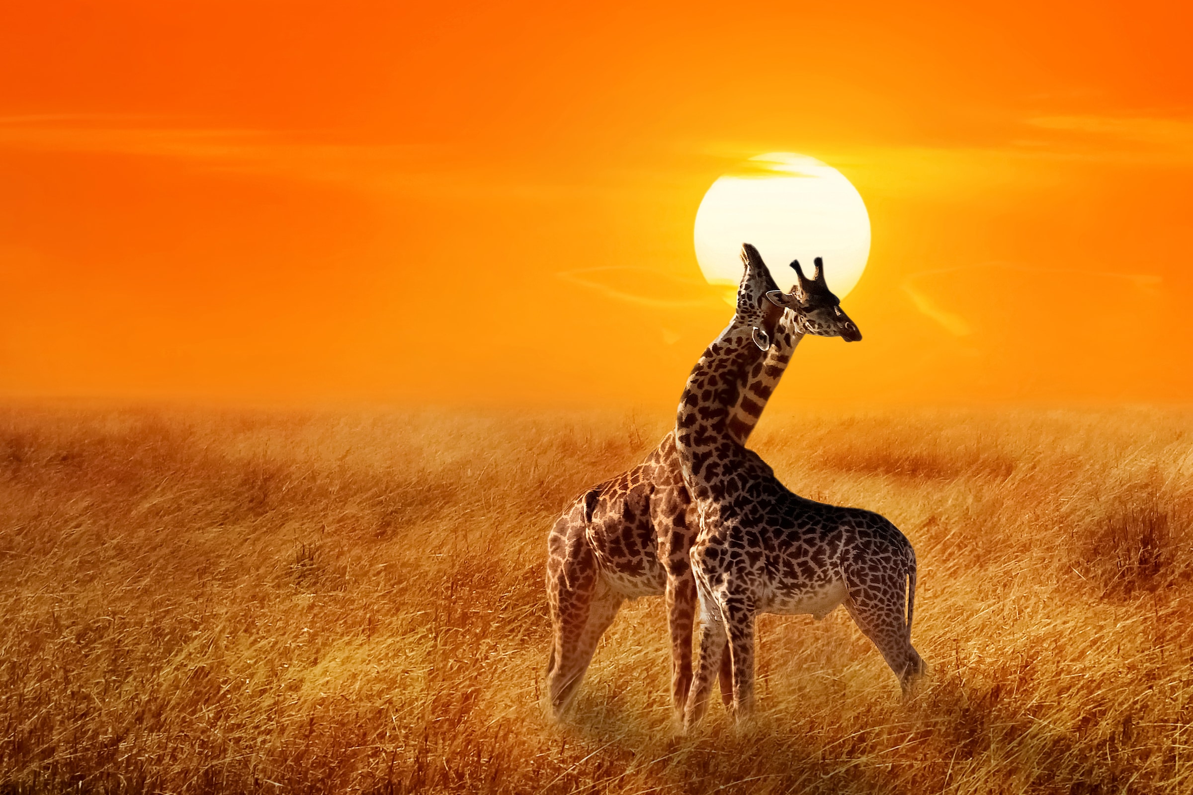 Papermoon Fototapete »Giraffes against Sunset« glatt günstig online kaufen