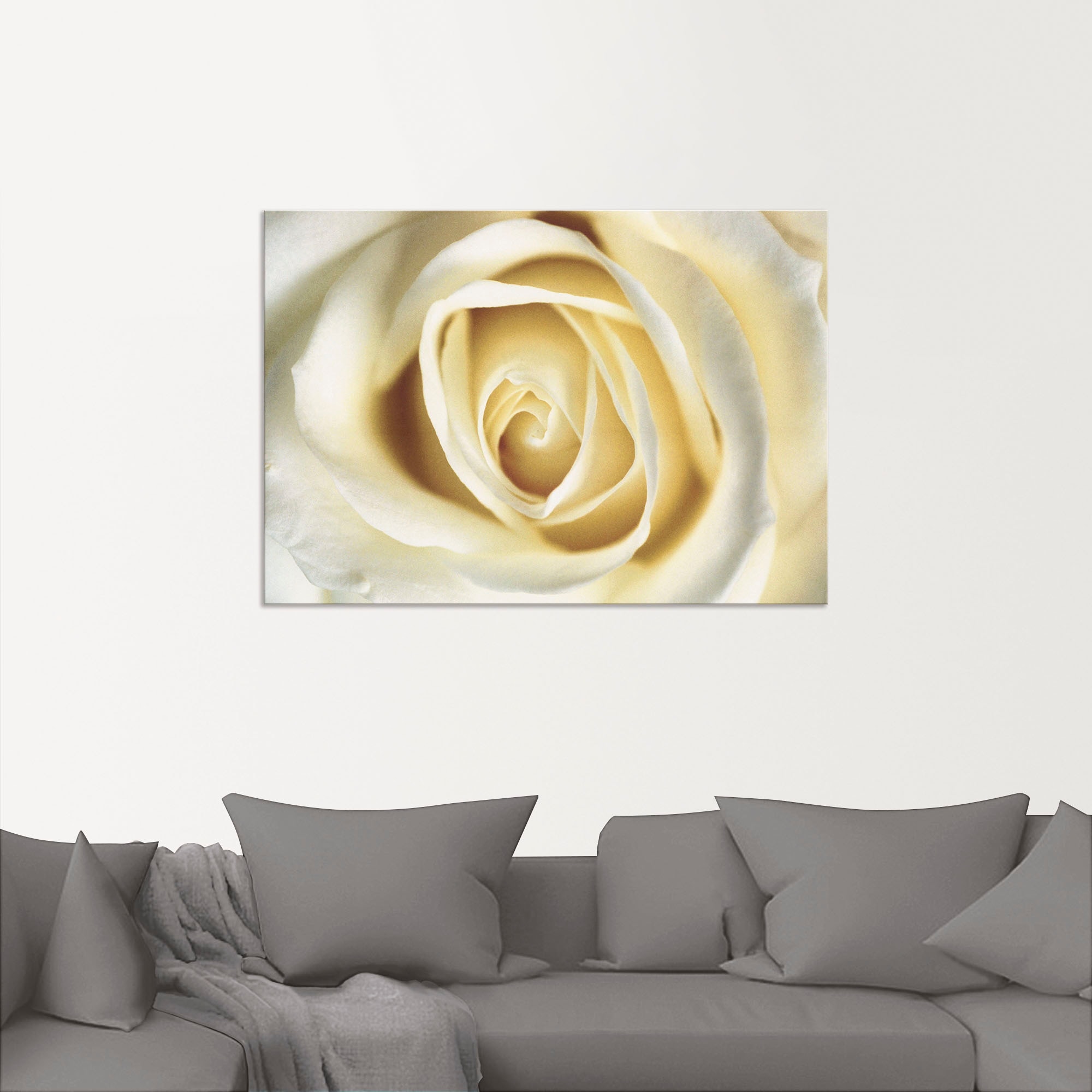 Artland Wandbild »Weiße Rose«, Blumen, (1 St.), als Alubild, Outdoorbild, L günstig online kaufen