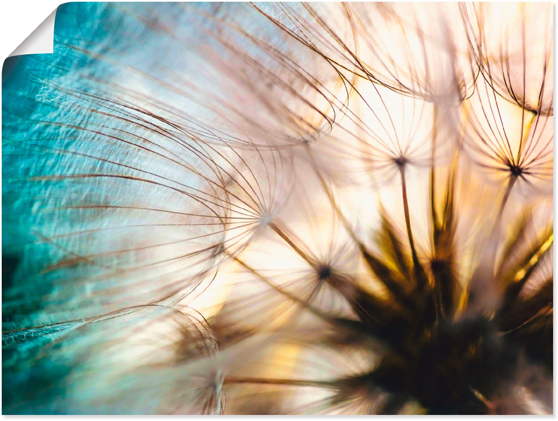 Artland Wandbild »Pusteblume Makro abstrakt«, Blumen, (1 St.), als Alubild, günstig online kaufen