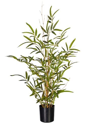 Creativ green Künstliche Zimmerpflanze »Bambus«, (1 St.) kaufen